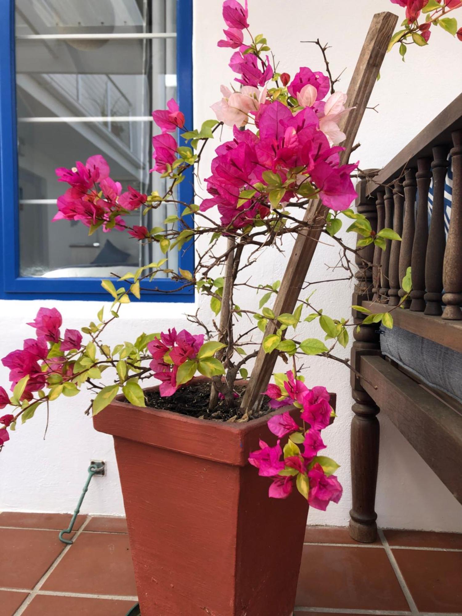 Bluesky Arniston Guest House Exterior foto
